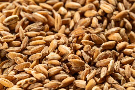 Close up of Farro wheat 