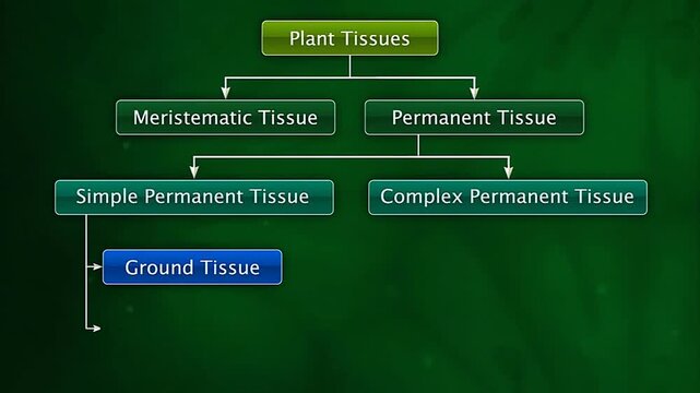 Types of plant tissues