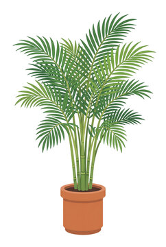 Potted areca palm tree illustration, transparent backgropund