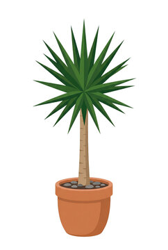 Potted yucca palm tree illustration with transparent background