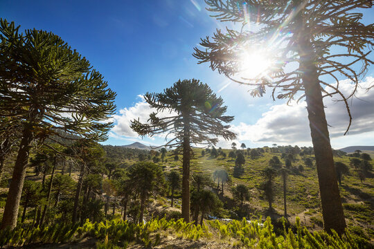 Araucaria