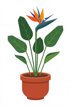 Potted flowering strelitzia houseplant, flat design illustration, white background