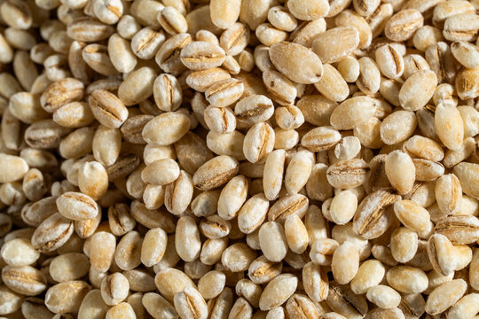 Close up of uncooked barley