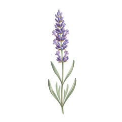 Fototapeta premium A detailed watercolor sprig of english lavender with purple flower spikes and gray-green leaves on a stark white background. elegant botanical illustration atmosphere