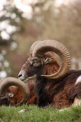 Naklejka premium Two adult male mouflons resting in a meadow
