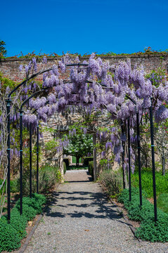 Wisteria in the garden