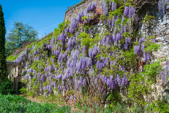 Wisteria on the wall