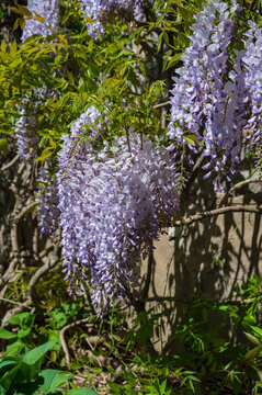 purple wisteria flowers