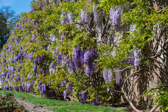 Wisteria field in Provence