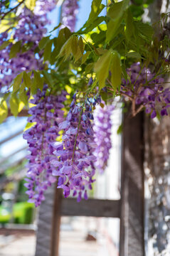 Wisteria flowers in the garden