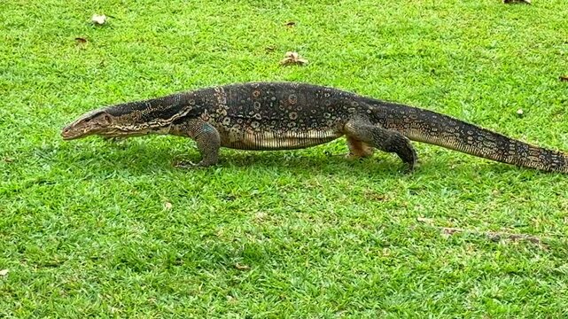 Large Asian water monitor lizard (Varanus salvator) crawling on green grass in Lumphini Park, Bangkok, Thailand.
