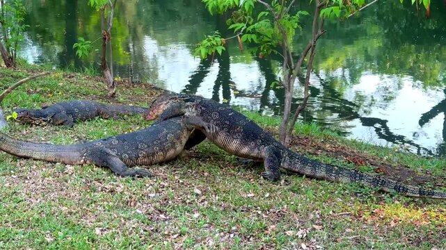 Two large monitor lizards (Varanus salvator) are fighting on the lawn in Lumpini Park, Bangkok.
