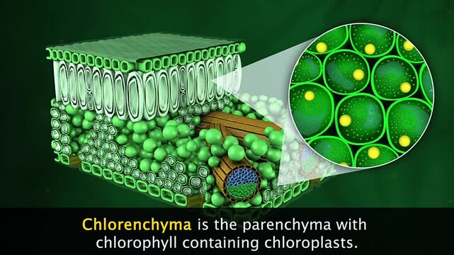 Types of Parenchyma-Chlorenchyma and aerenchyma of a plant