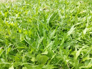 Fototapeta premium Low angle close up of broadleaf carpet grass. Fresh green Axonopus compressus blades with blurred background