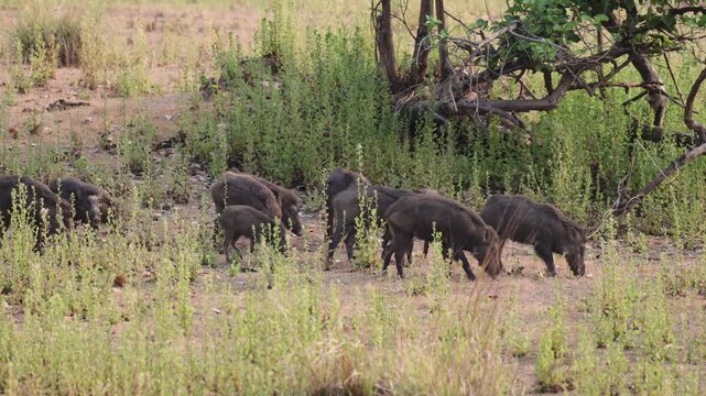 a herd of Indian wild boar moving as one