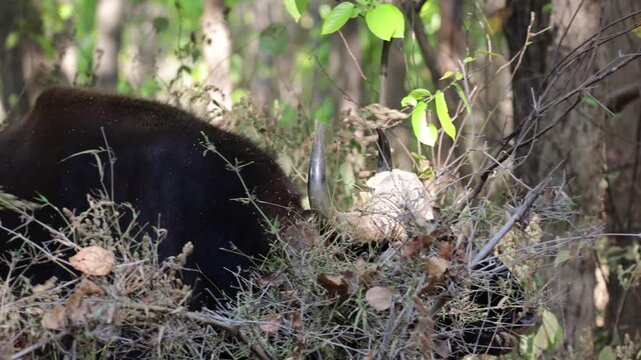  A guar bull crossing the road