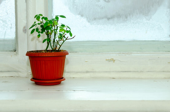 Small potted plant in red pot on white windowsill with frosty winter window. Indoor gardening, home decoration, houseplant care during cold season concept