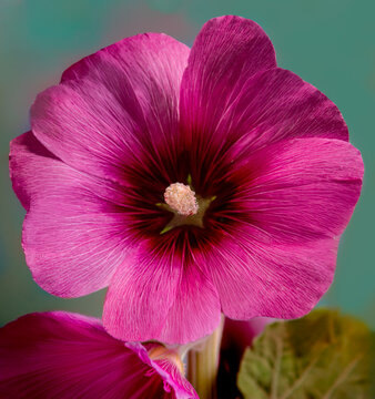 Rose tr&eacute;mi&egrave;re ou Alcea rosea