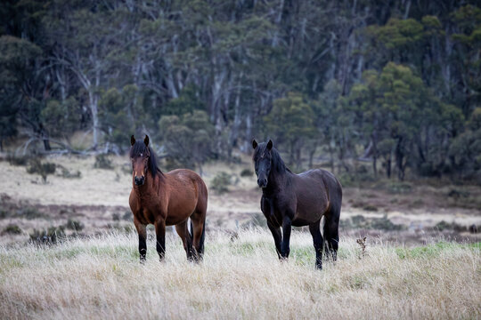 Victorian Brumbies near Dinner Plain in Australia