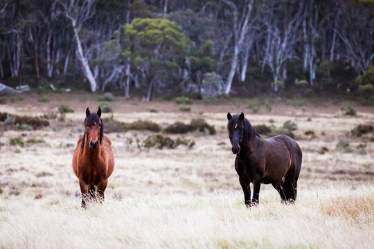 Victorian Brumbies near Dinner Plain in Australia