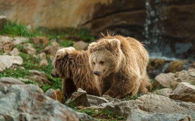 Fototapeta premium Himalayan Brown Bear in zoo
