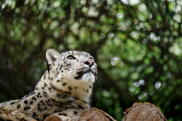 Fototapeta premium Portrait of Snow leopard in zoo