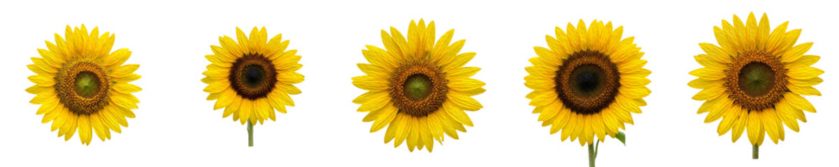 Fototapeta premium Fresh Vibrant Yellow Sunflower Heads Collection Isolated on White Background. Organic Helianthus Annuus Set for Summer Floral Design, Decoration, and PNG Graphics.