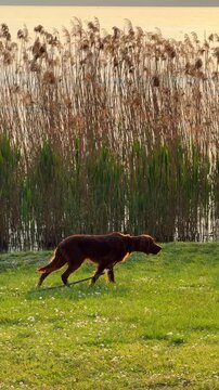 Irish Setter dog stalking prey on green meadow near lake at golden hour. Warm sunlight, reeds in background and focused hunting pose create a cinematic natural scene