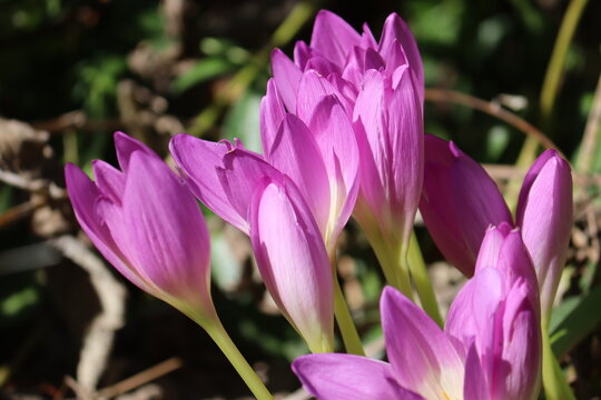 Beautiful group of purple Autumn Crocus flowers (Colchicum autumnale) blooming in the garden