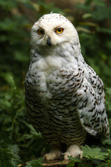 Fototapeta premium Portrait of Snowy owl in zoo