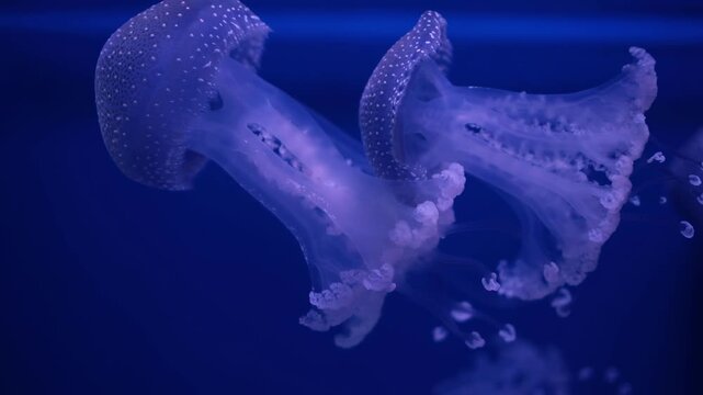 Graceful spotted jellyfish Phyllorhiza punctata pulsating slowly through deep blue water. 