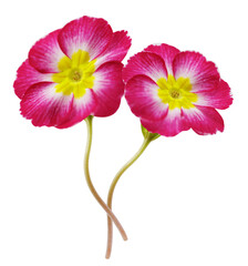 Naklejka premium red primula flower isolated on transparent background