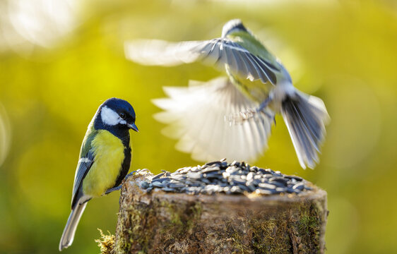 birds perching on a bird feeder with sunflower seeds. Great tit