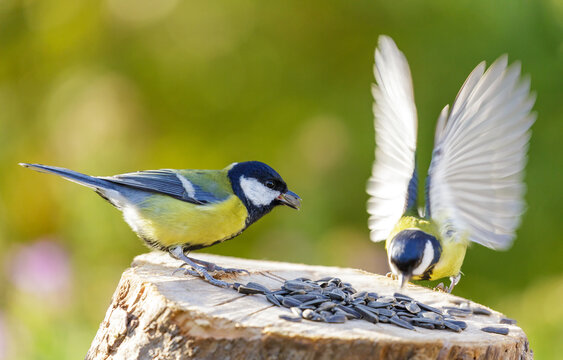 birds perching on a bird feeder with sunflower seeds. Great tit