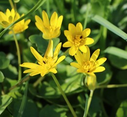 Fototapeta premium Ranunculus ficaria (fig buttercup or lesser celandine) wild spring flower