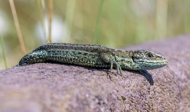 Common Lizard on a wall, close up
