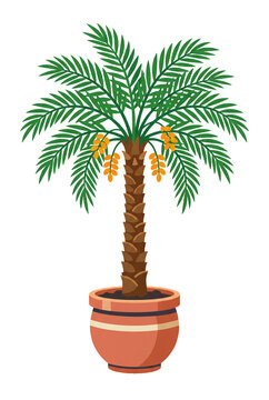 Potted date palm tree illustration