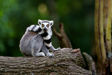 Portrait of Ring tailed lemur © svobodacontributor