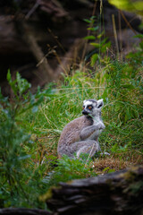 Fototapeta premium Portrait of Ring tailed lemur