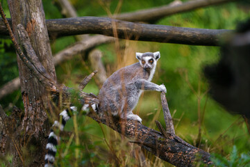 Portrait of Ring tailed lemur © svobodacontributor