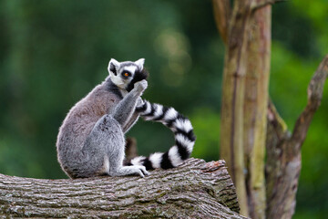 Portrait of Ring tailed lemur © svobodacontributor