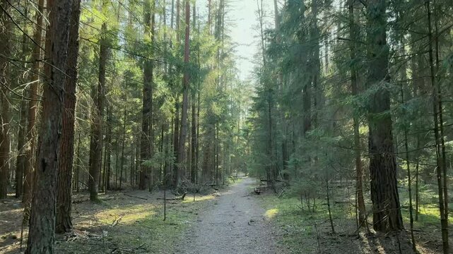 Forest trail through tall pine trees under soft sunlight. A narrow path leads between evergreen trunks in a quiet woodland. Hiking, nature travel, and outdoor landscape background..