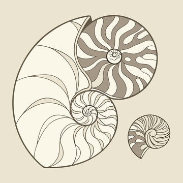 nautilus shell vector illustration