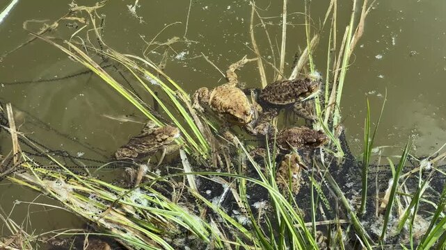 Several frogs gather in shallow muddy water among reeds and grass. The amphibians cluster around the vegetation in a wetland pond. Natural habitat content for wildlife, ecology, and outdoor.