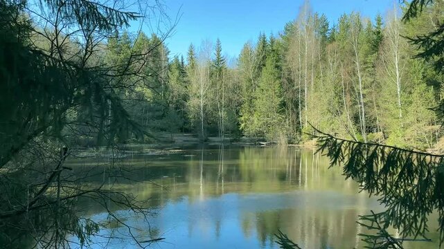 Calm forest pond with mirrored trees and a blue sky. Evergreen branches frame the water beside a quiet woodland shoreline. Natural background for travel, relaxation, and outdoor wellness