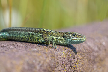 Fototapeta premium Common Lizard on a wall, close up