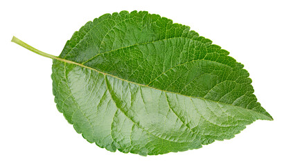 Fototapeta premium Single apple leaf with natural green color