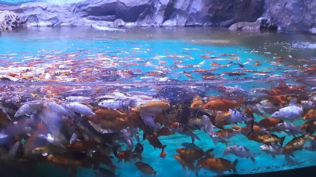 Shot of ornamental varieties koi fish in an aquarium Mid Close Frame.