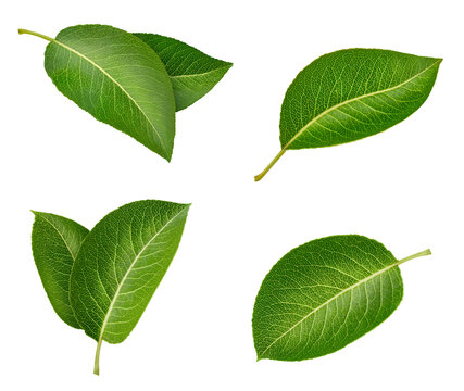 Pear leaves isolated on white