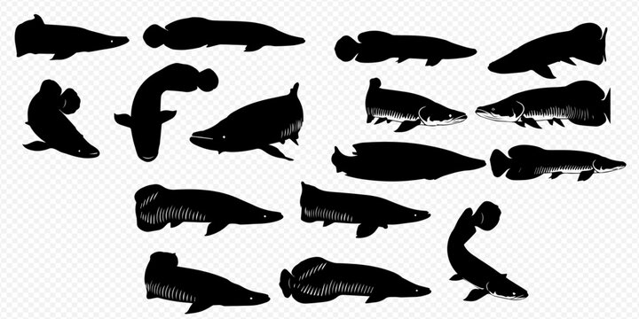Set of black fish silhouettes, including various species such as lungfish, isolated on a transparent background, perfect for educational or design projects.